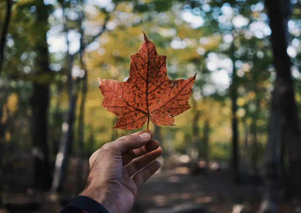 Etudier au Canada