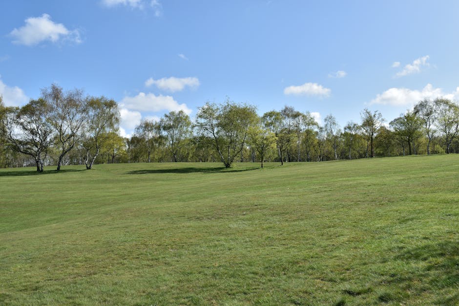 Expansive green meadow with birch trees