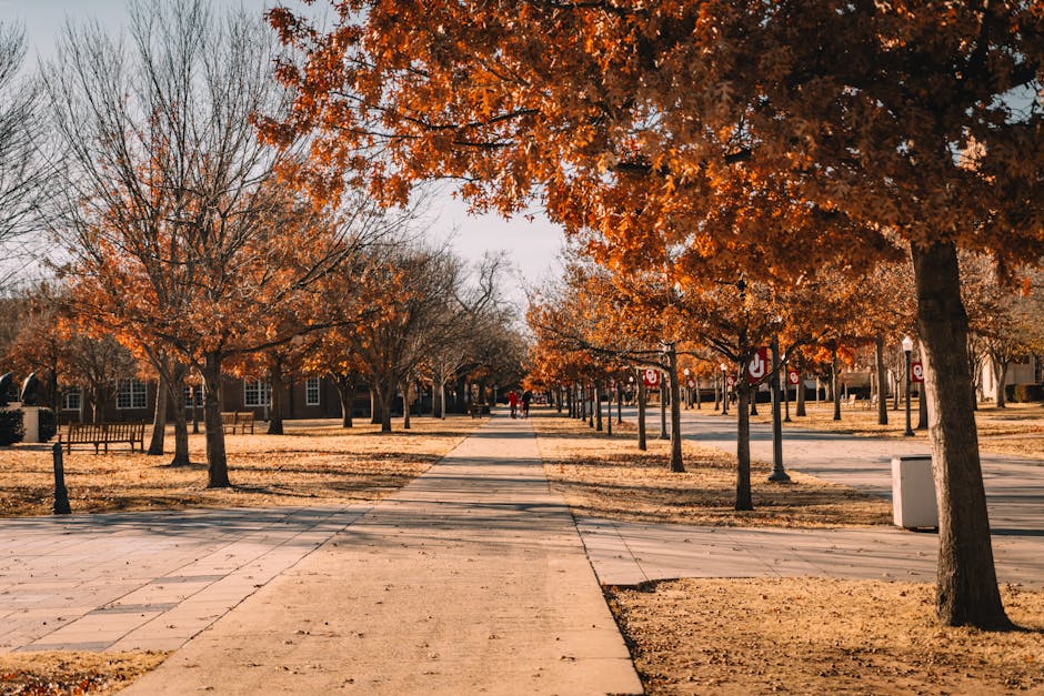 Scenic autumn walkway lined with vibrant