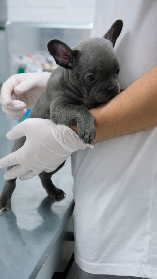 Chiot examiné lors d’une consultation vétérinaire