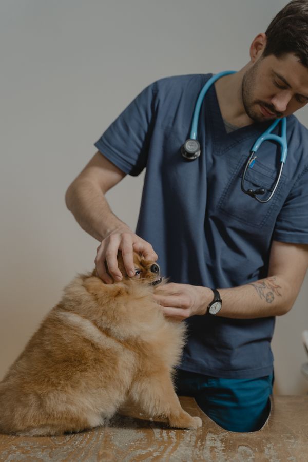Vétérinaire examinant un chien en clinique