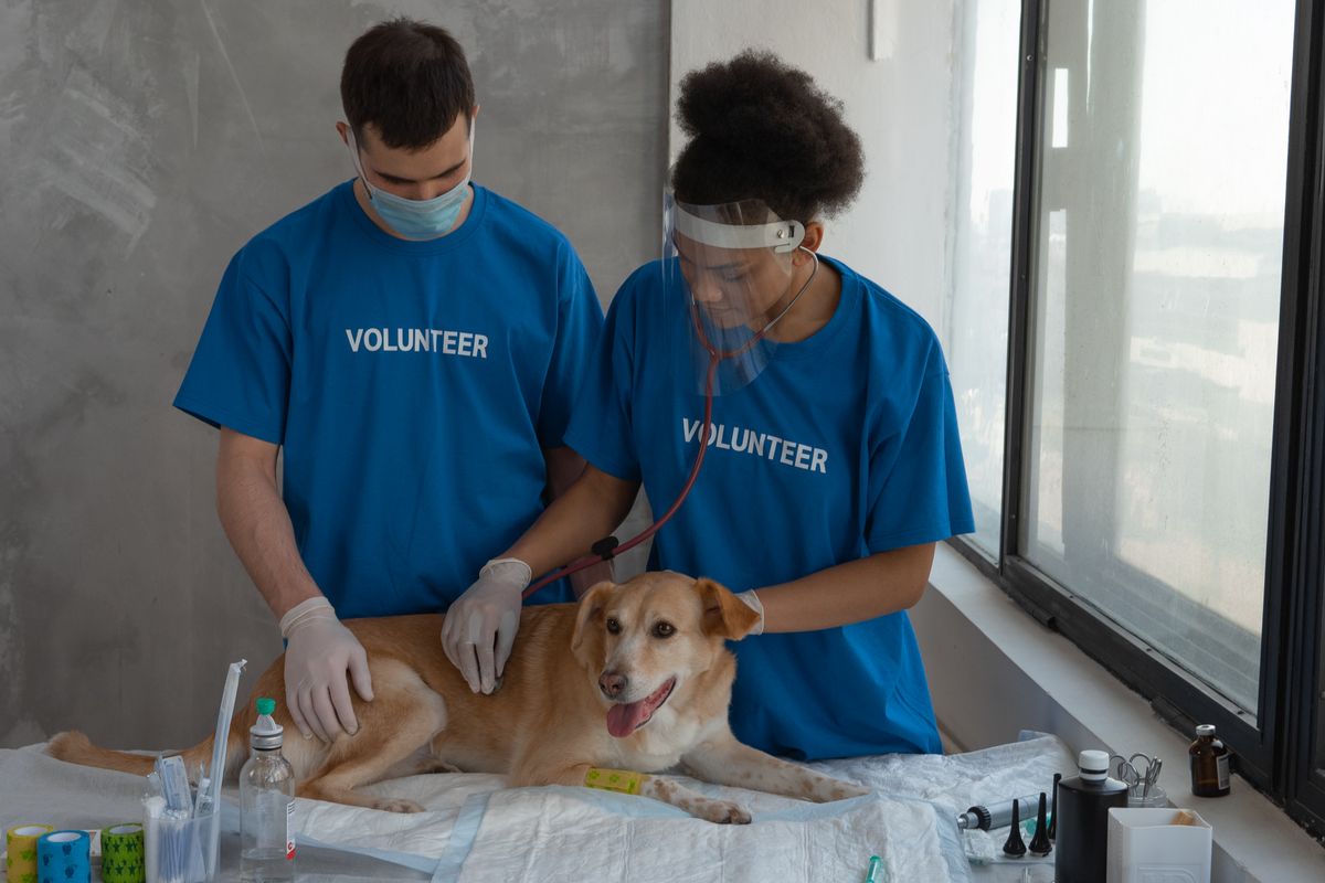 Vétérinaire auscultant un chien
